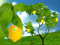Free download Играю с мамой. Фрукты screenshot