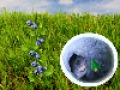 Скачать бесплатно Играю с мамой. Ягоды скриншот 1