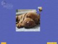 Скачать бесплатно Super Jigsaw Puppies скриншот 3
